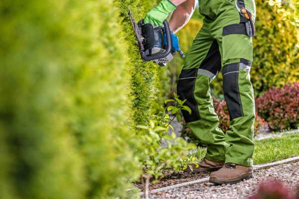 service elagage arbre bastogne